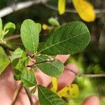 Searsia longipes Leaf