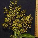 Miconia longifolia Други