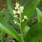 Polystachya odorata Flower