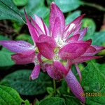 Sabicea calycina Flor