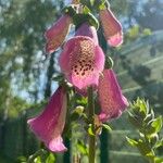 Digitalis thapsiCvet