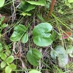 Pyrola media Leaf