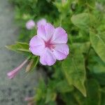 Mirabilis jalapaFlower