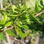 Luma chequen Blatt
