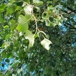 Betula pubescens Fruit