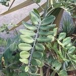 Sophora tomentosa Leaf