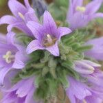 Campanula ajugifolia Floro