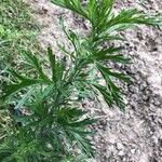 Artemisia biennis Leaf