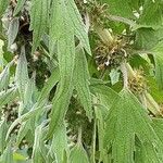 Leonurus quinquelobatus Hoja