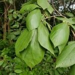 Luehea candida Hoja