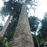 Tessmannia anomala Corteza