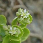 Polycarpon polycarpoides Flower