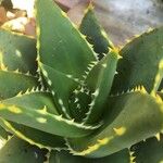 Aloe distans Blad