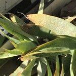 Aloe buhrii Feuille