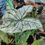 Caladium