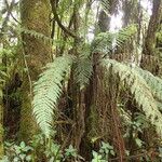 Asplenium hypomelas Vekstform