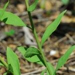 Comandra umbellata Habit