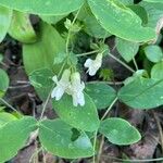 Lathyrus ochroleucus Flor