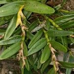 Epidendrum strobiliferum Ліст