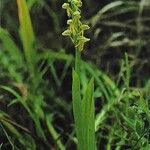 Orchis anthropophora Хабит