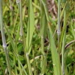 Holcus lanatus Leaf