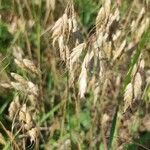 Bromus squarrosus 果實