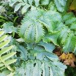 Melianthus major Blatt