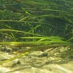 Zostera marina Folha