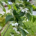 Styrax japonicusЛист