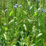 Myosotis arvensis Hábito