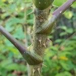 Aralia spinosa Rinde