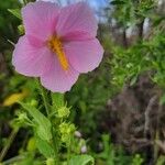 Kosteletzkya pentacarpos Flower