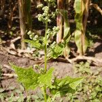 Chenopodiastrum hybridum Fleur