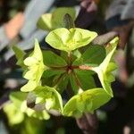 Euphorbia amygdaloides Cvet