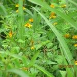 Sclerocarpus divaricatus Hábito