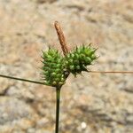 Carex extensa Fruit