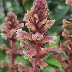 Orobanche hederae Flower