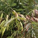 Mimosa bimucronata Fruit