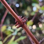 Lonicera caerulea Bark