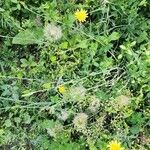 Tragopogon buphthalmoides Other