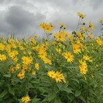 Helianthus tuberosusFlower