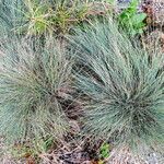 Festuca valesiaca 整株植物