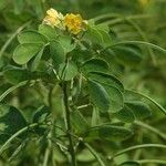 Senna obtusifolia Kvet
