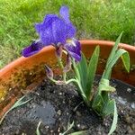 Iris x germanica Flower