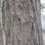 Populus simonii Corteccia