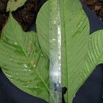 Chrysochlamys skutchii Leaf
