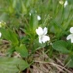 Viola pumila फूल