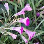 Oxalis articulata Flor