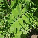 Polygonatum biflorum 叶
