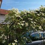 Clematis lasiantha Hábito